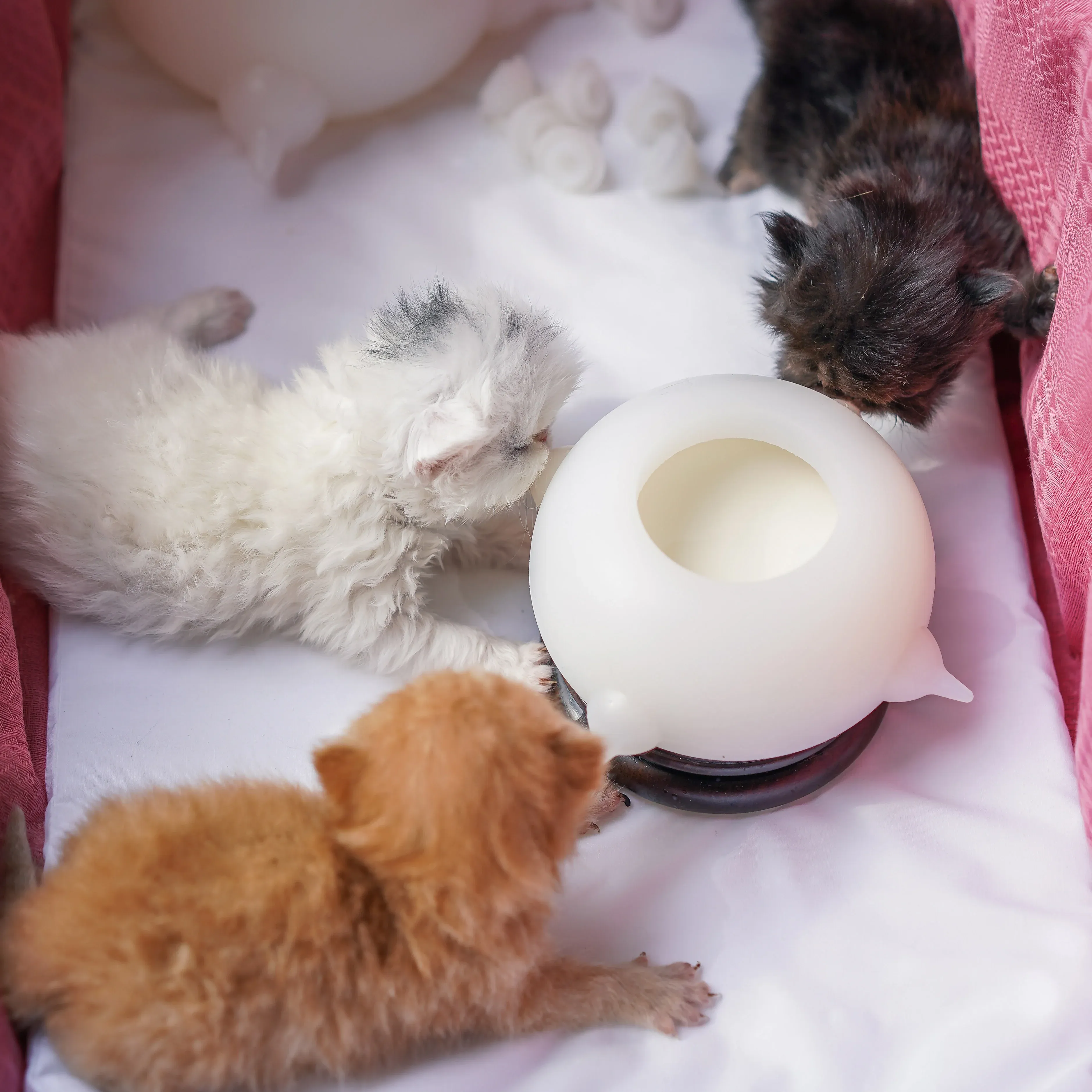 Portable Pet Milk Feeding Bowl – convenient feeding solution for pets on the go